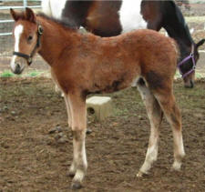 Nibbs age 30 days
